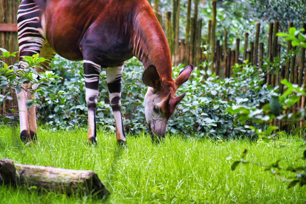 Zorse Grazing on Grass at Animal Kingdom