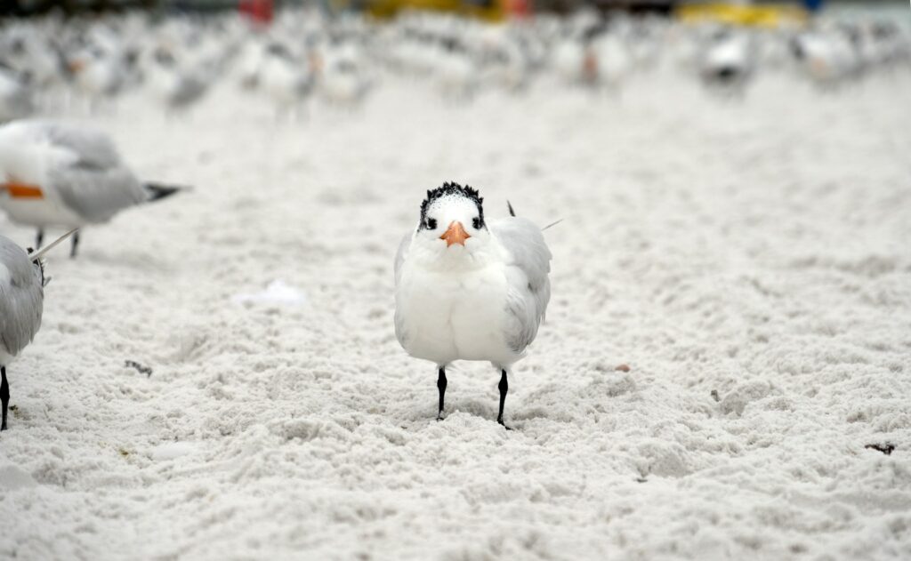 Birds in Siesta Key