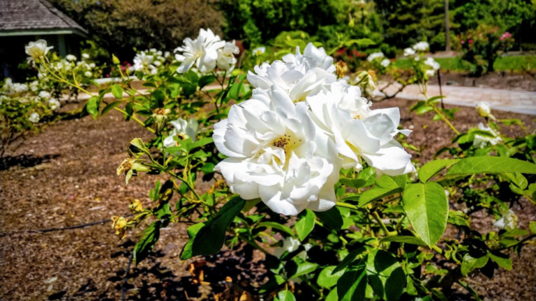 Best Time to Visit Orlando - Spring - Harry P Leu Gardens